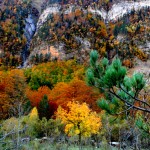 Bosque Pirineo Aragonés